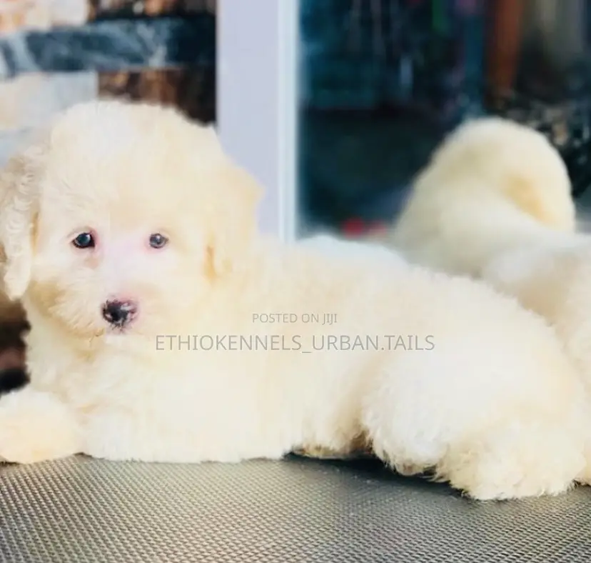 1-3 months Male Purebred Maltese