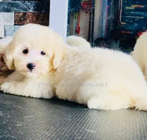 1-3 months Male Purebred Maltese