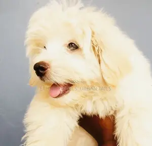 1-3 months Male Purebred Maltese