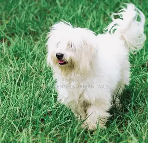 Photo - 1-3 months Male Purebred Maltese