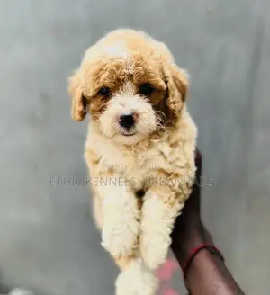 Photo - 1-3 months Male Mixed Breed Maltese