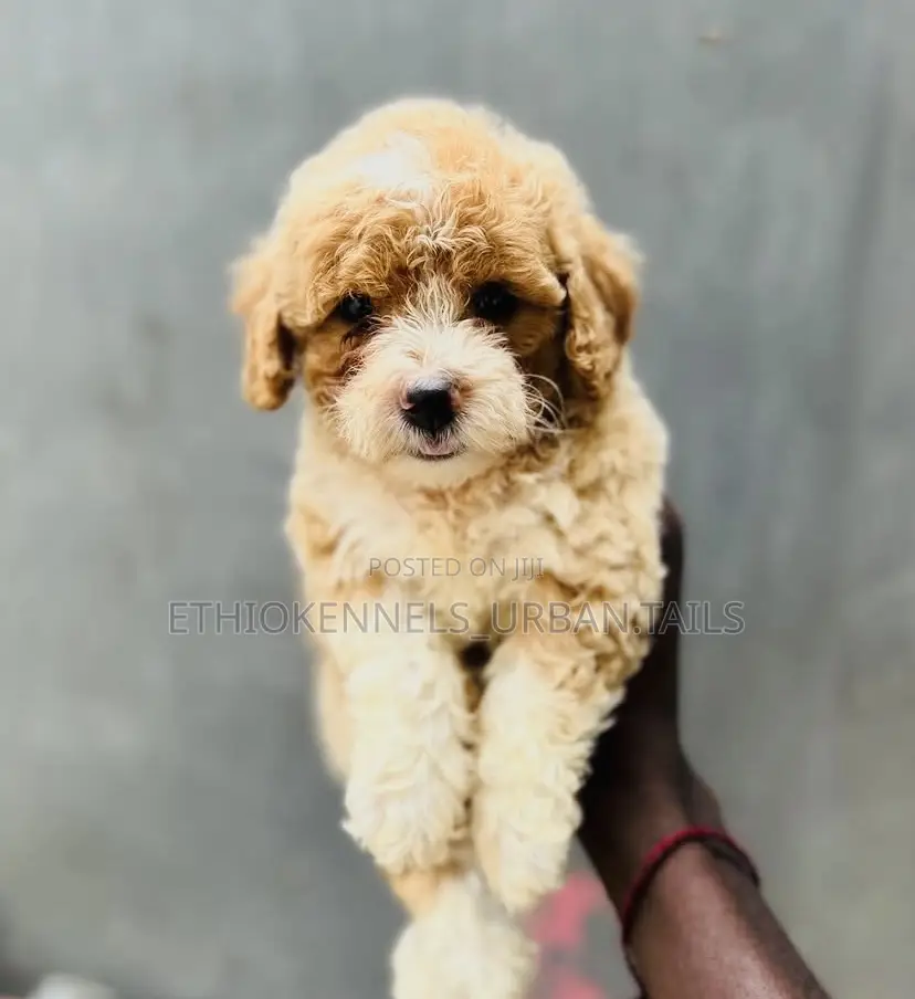 1-3 months Male Mixed Breed Maltese