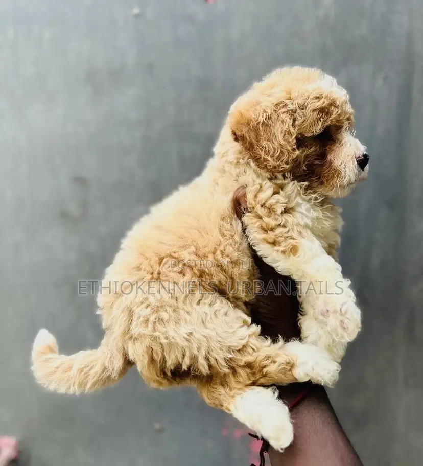 1-3 months Male Mixed Breed Maltese