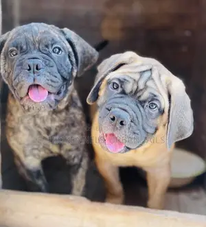 1-3 months Male Purebred Bullmastiff