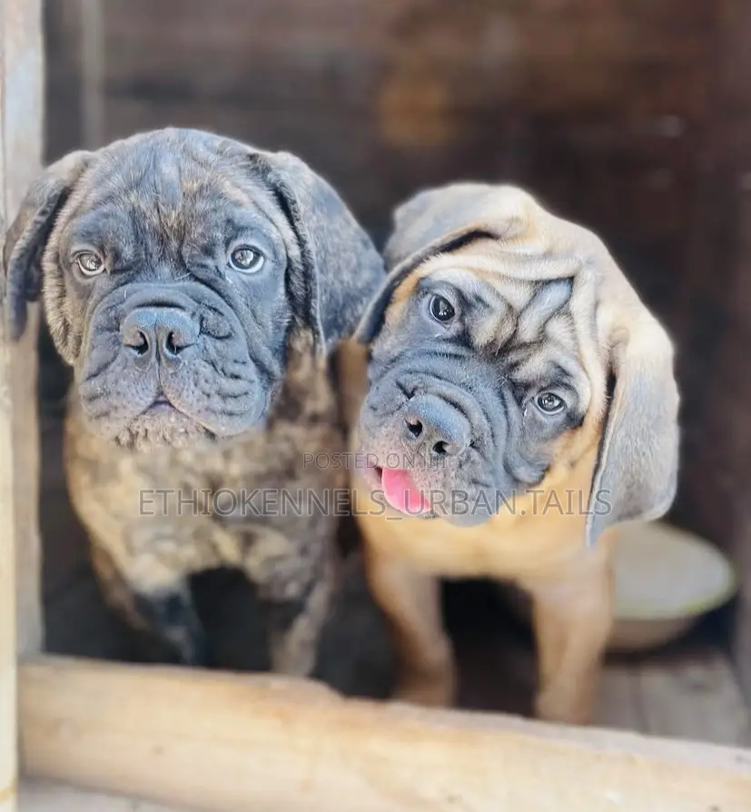 1-3 months Male Purebred Bullmastiff