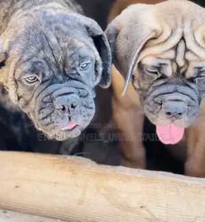 1-3 months Male Purebred Bullmastiff