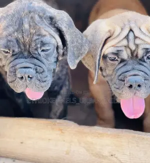1-3 months Male Purebred Bullmastiff