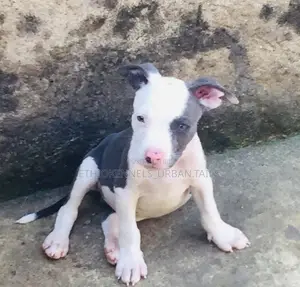 1-3 months Male Purebred American Pit Bull Terrier