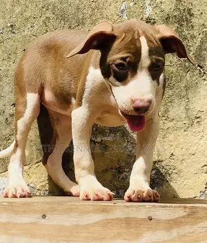 1-3 months Male Purebred American Pit Bull Terrier