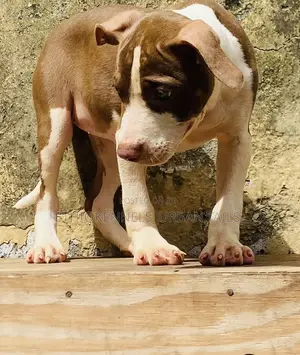 Photo - 1-3 months Male Purebred American Pit Bull Terrier