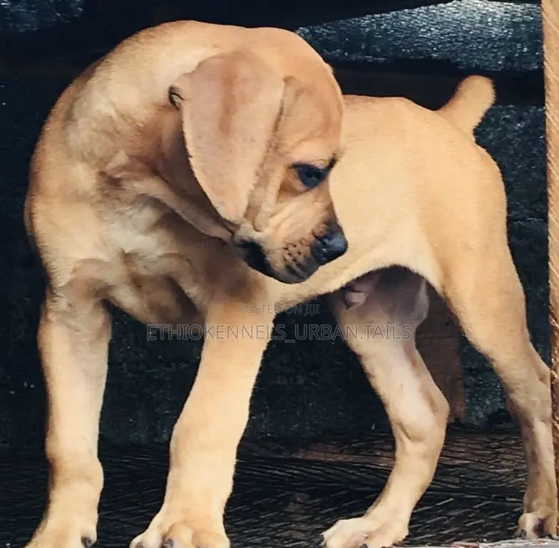 1-3 months Male Purebred Bullmastiff