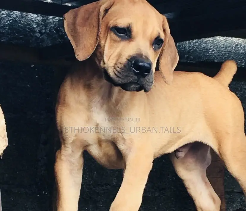 1-3 months Male Purebred Bullmastiff