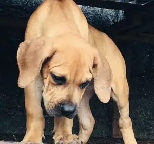 1-3 months Male Purebred Bullmastiff