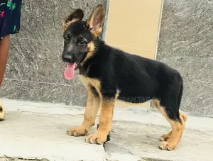 1-3 months Male Purebred German Shepherd