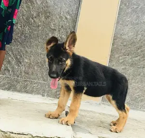 1-3 months Male Purebred German Shepherd