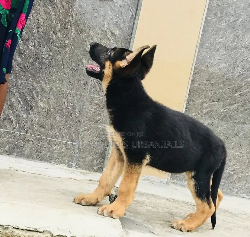 1-3 months Male Purebred German Shepherd