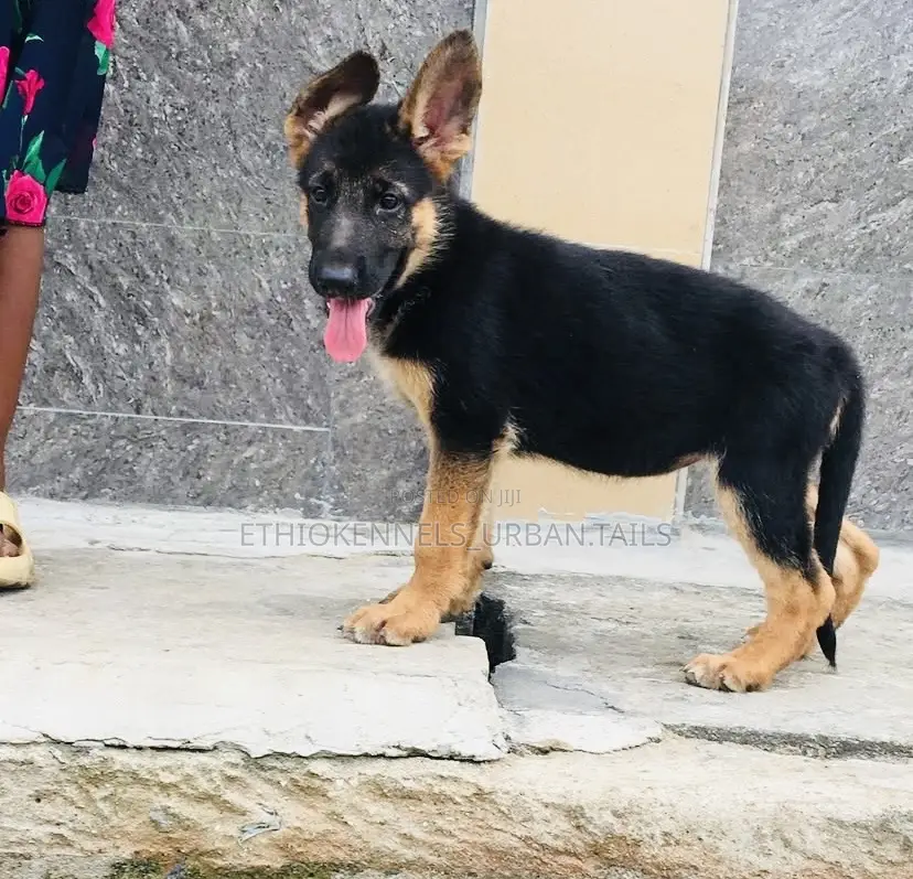 1-3 months Male Purebred German Shepherd