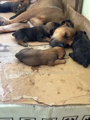 1-3 months Male Purebred Boerboel