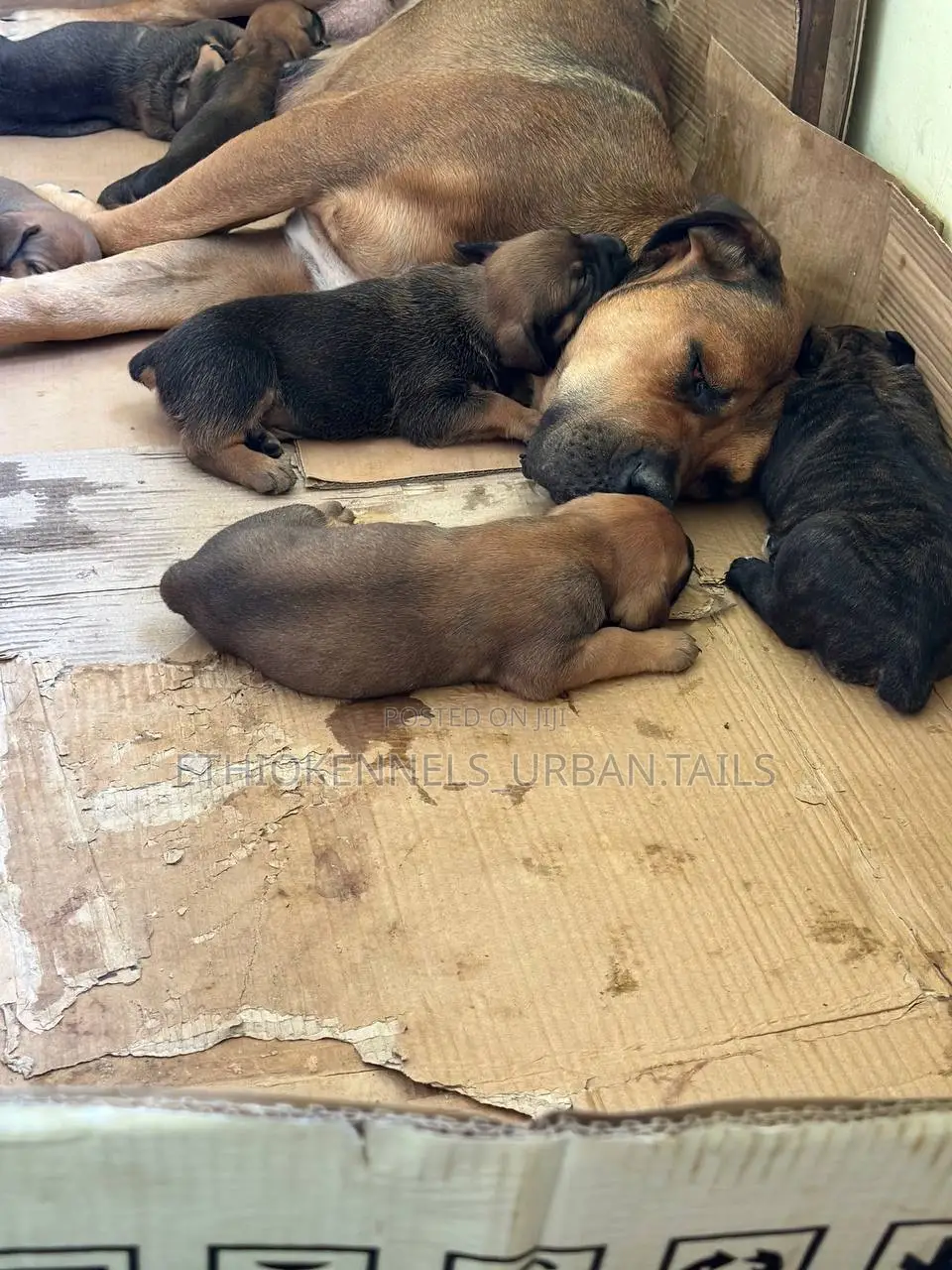 1-3 months Male Purebred Boerboel