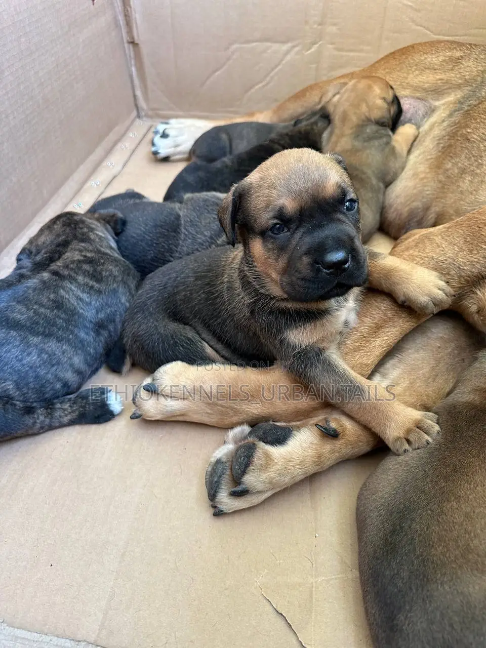 1-3 months Male Purebred Boerboel