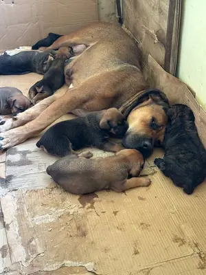 Photo - 1-3 months Male Purebred Boerboel