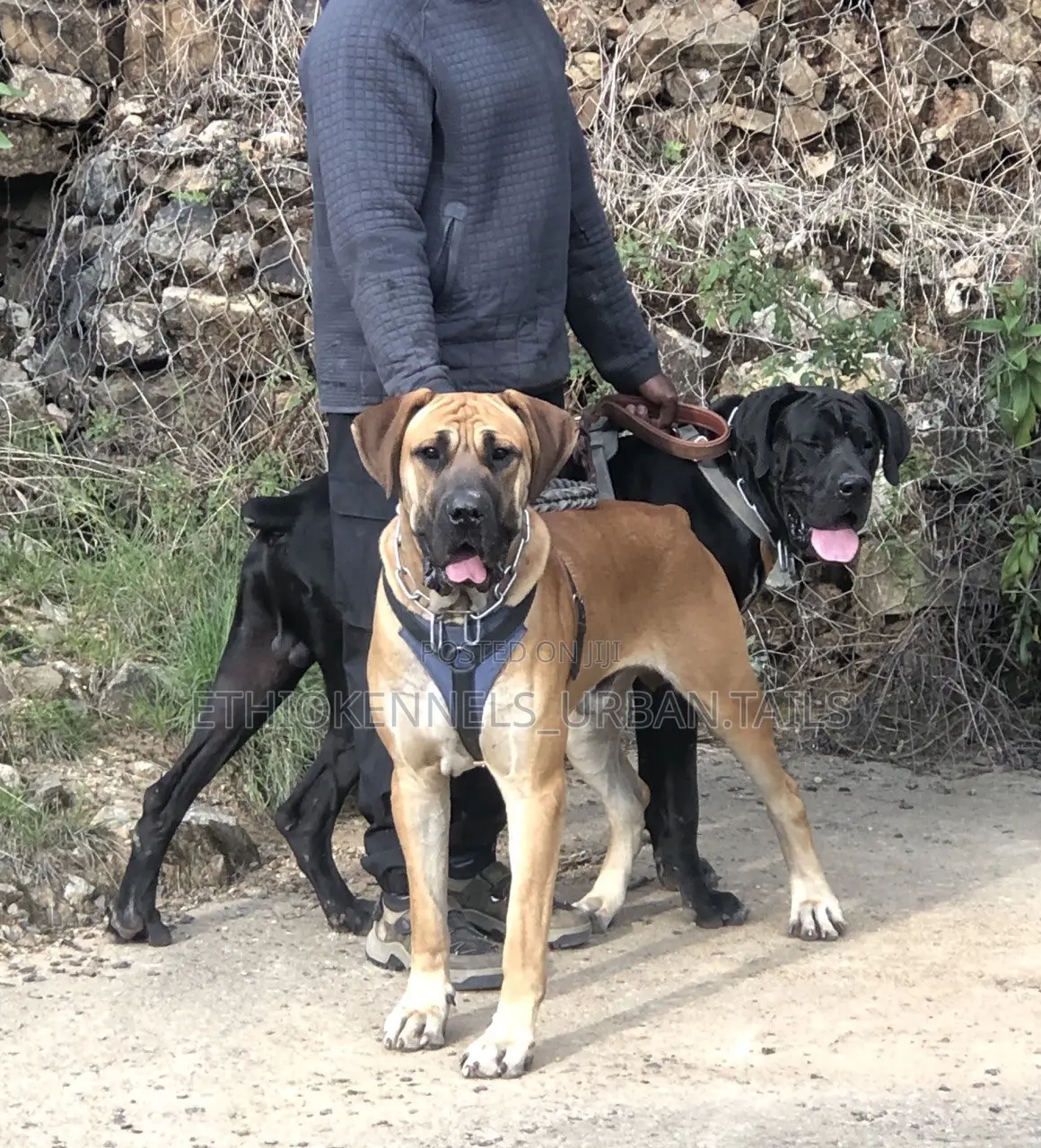 1-3 months Male Purebred Bullmastiff