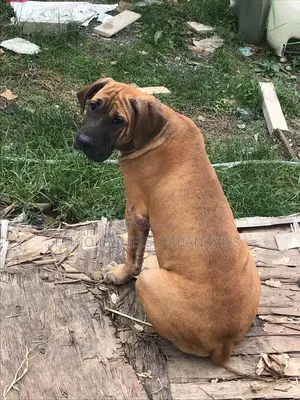 1-3 months Male Purebred Bullmastiff
