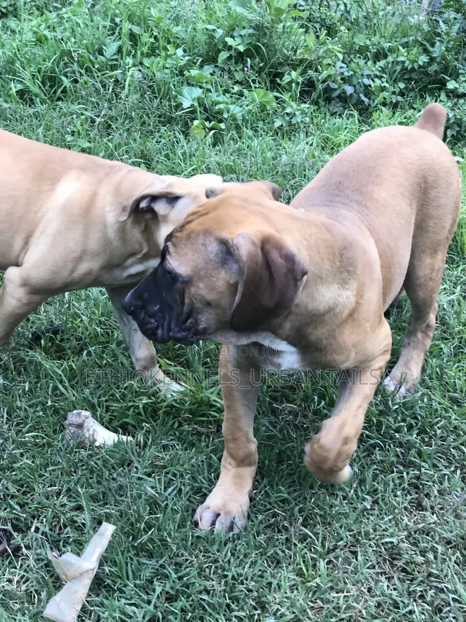 1-3 months Male Purebred Bullmastiff