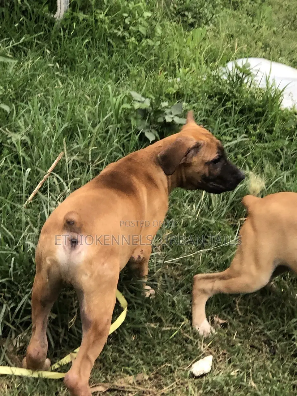 1-3 months Male Purebred Bullmastiff