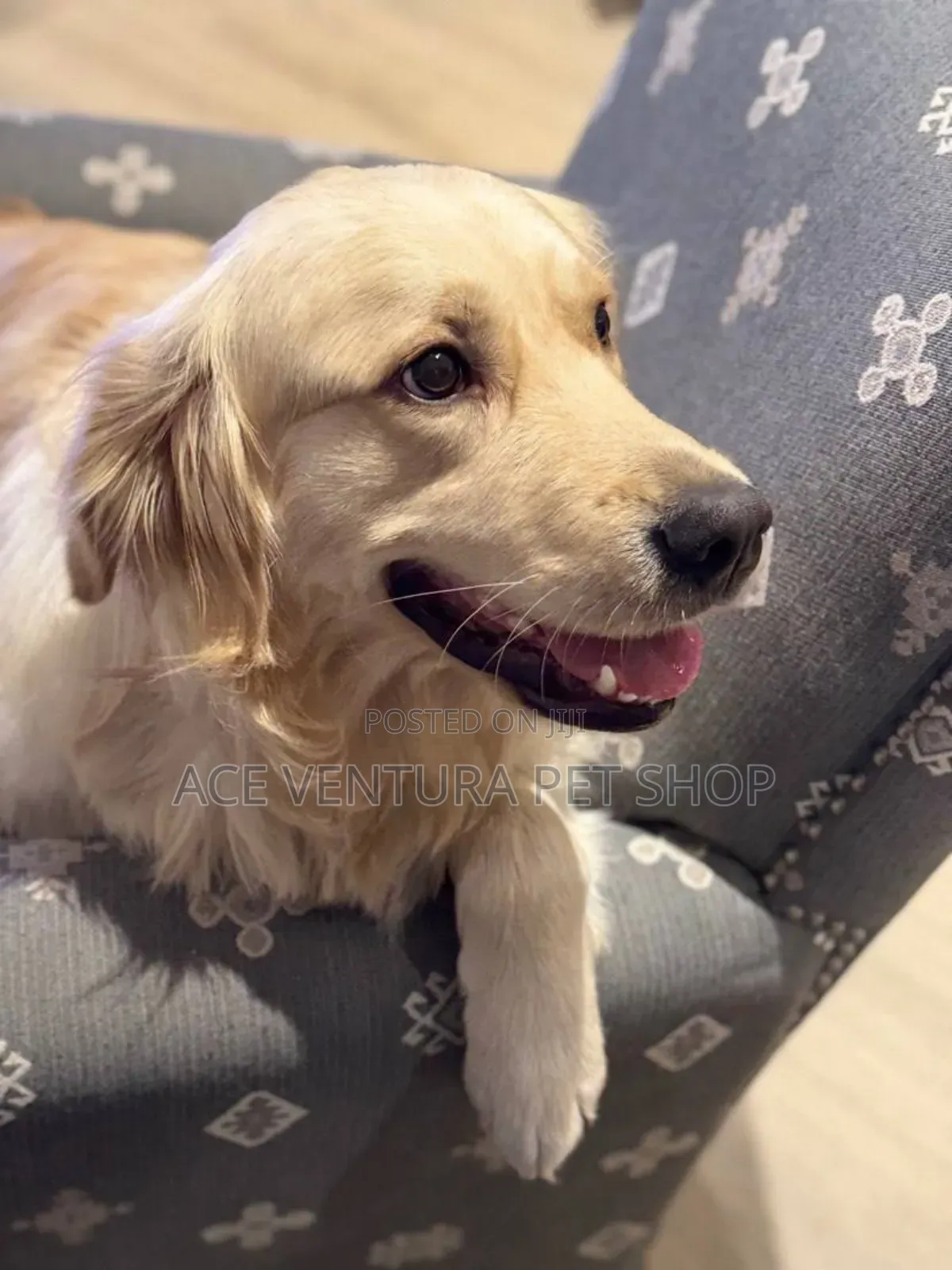 1-3 months Male Purebred Golden Retriever