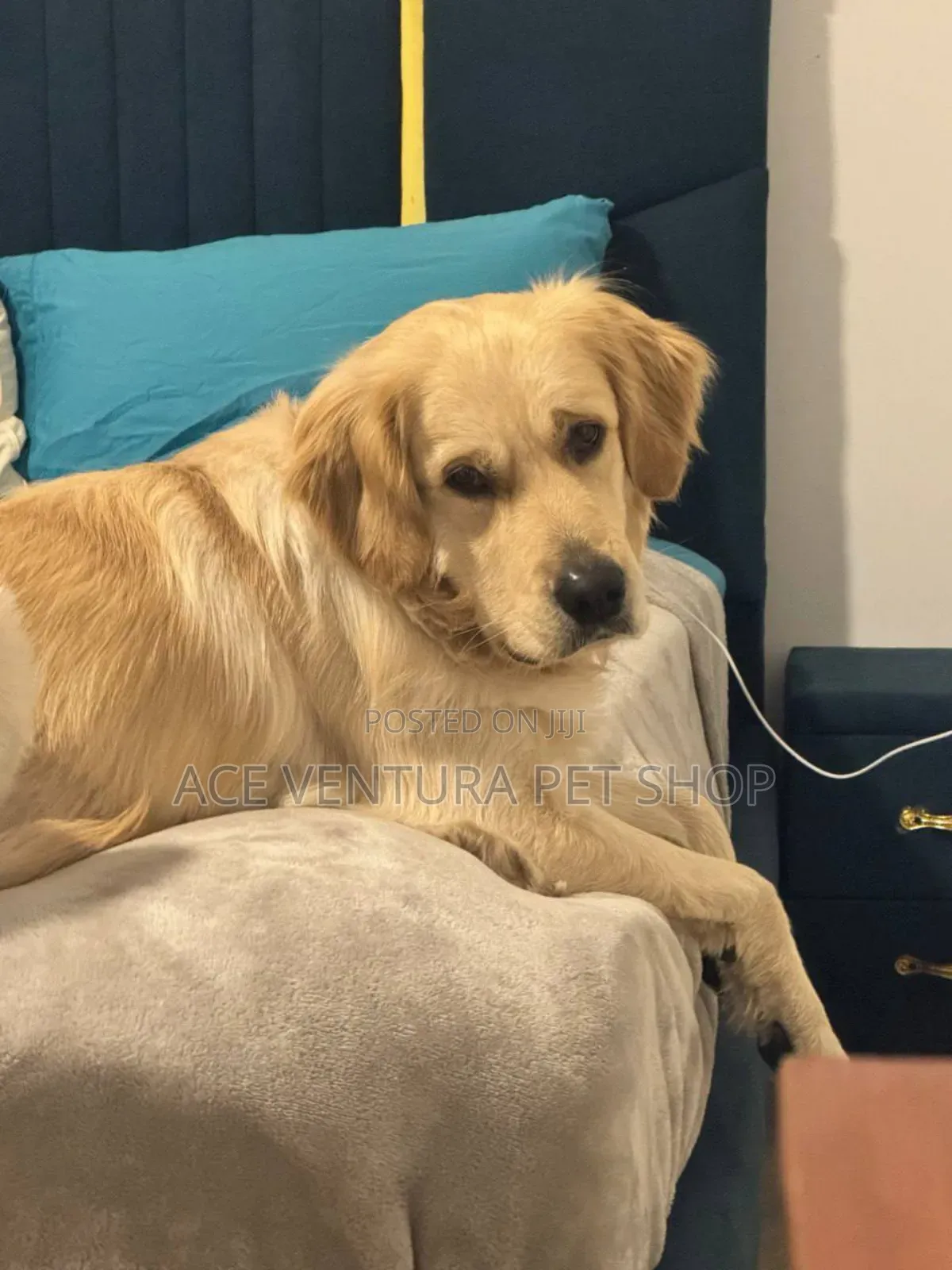 1-3 months Male Purebred Golden Retriever
