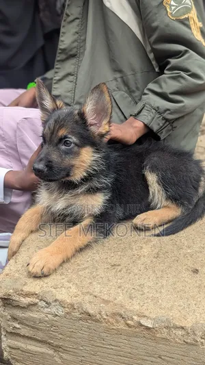 Photo - 1-3 months Male Purebred German Shepherd
