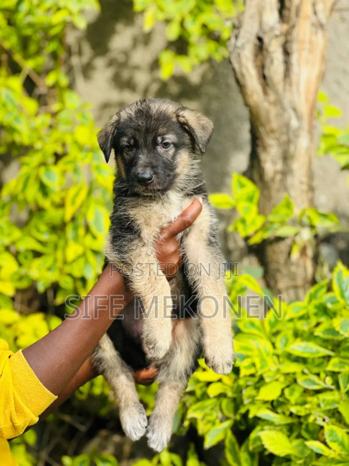 1-3 months Male Purebred German Shepherd