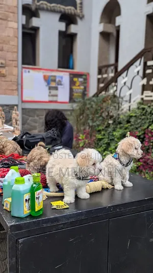 1-3 months Male Purebred Maltese