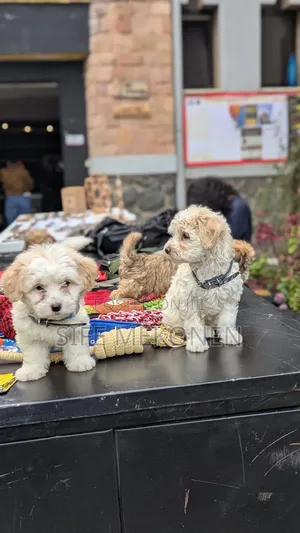 1-3 months Male Purebred Maltese