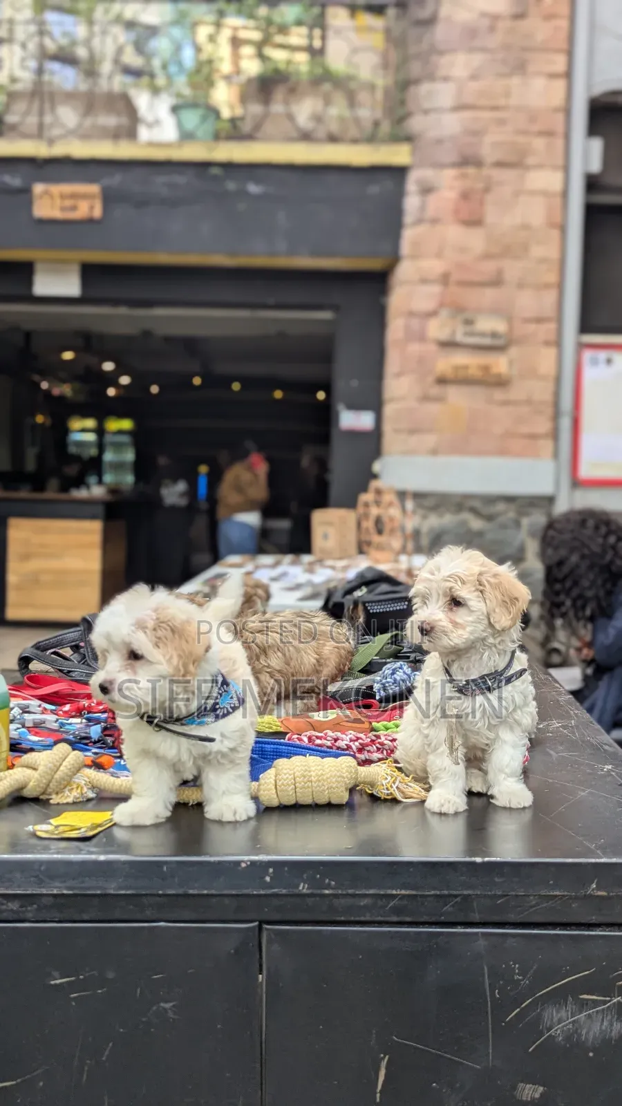 1-3 months Male Purebred Maltese
