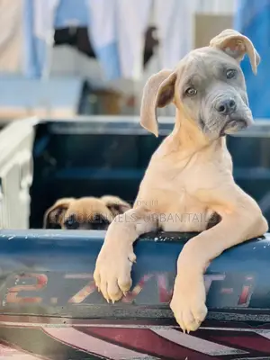 Photo - 1-3 months Male Purebred Bullmastiff