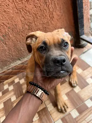 1-3 months Male Purebred Bullmastiff