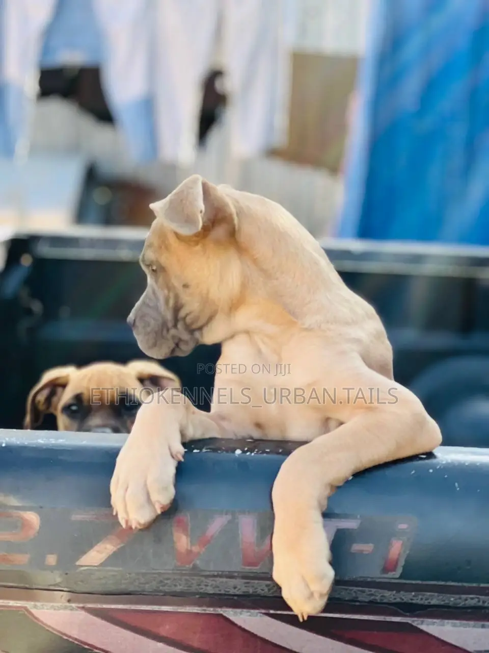 1-3 months Male Purebred Bullmastiff