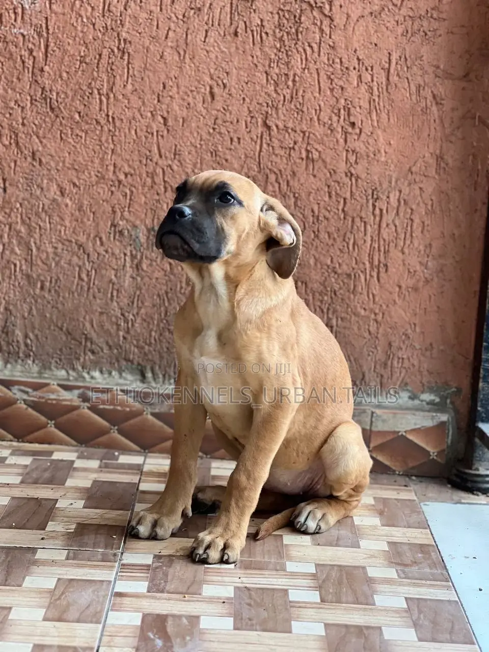 1-3 months Male Purebred Bullmastiff