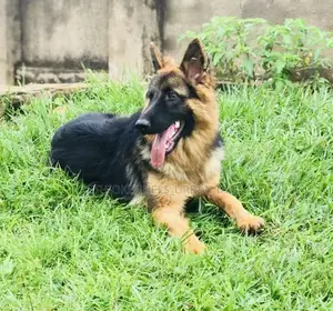 Photo - 3-6 months Male Purebred German Shepherd