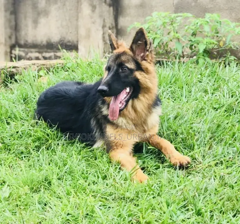3-6 months Male Purebred German Shepherd