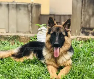 3-6 months Male Purebred German Shepherd