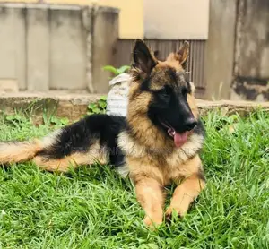 3-6 months Male Purebred German Shepherd