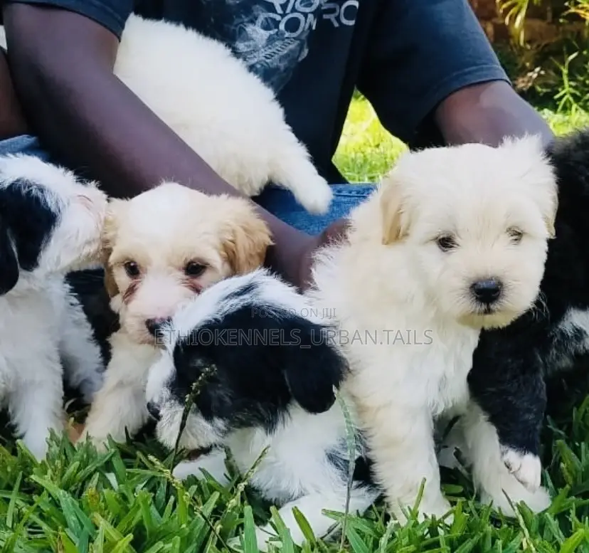 1-3 months Male Mixed Breed Maltese