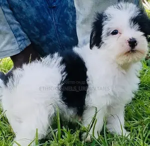 1-3 months Male Mixed Breed Maltese