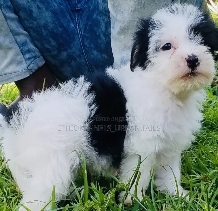 1-3 months Male Mixed Breed Maltese
