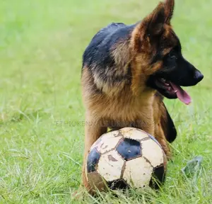 Photo - 3-6 months Male Purebred German Shepherd
