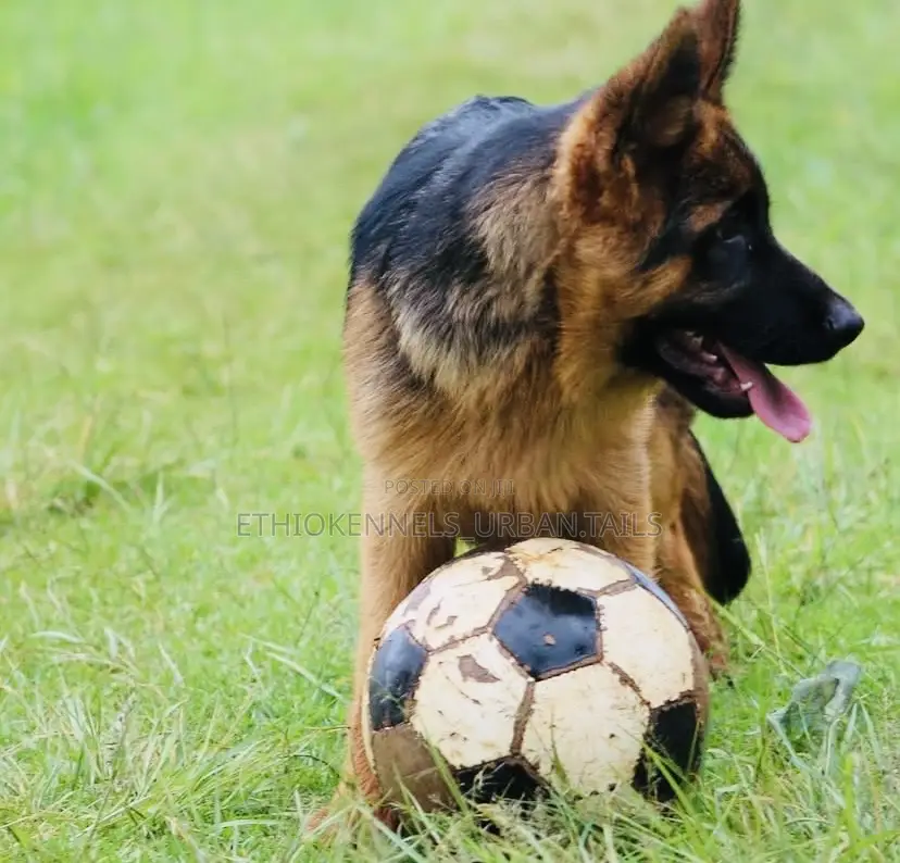 3-6 months Male Purebred German Shepherd