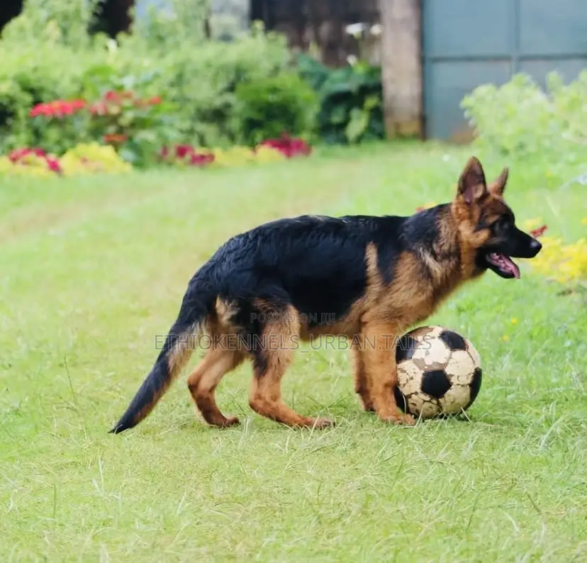 3-6 months Male Purebred German Shepherd